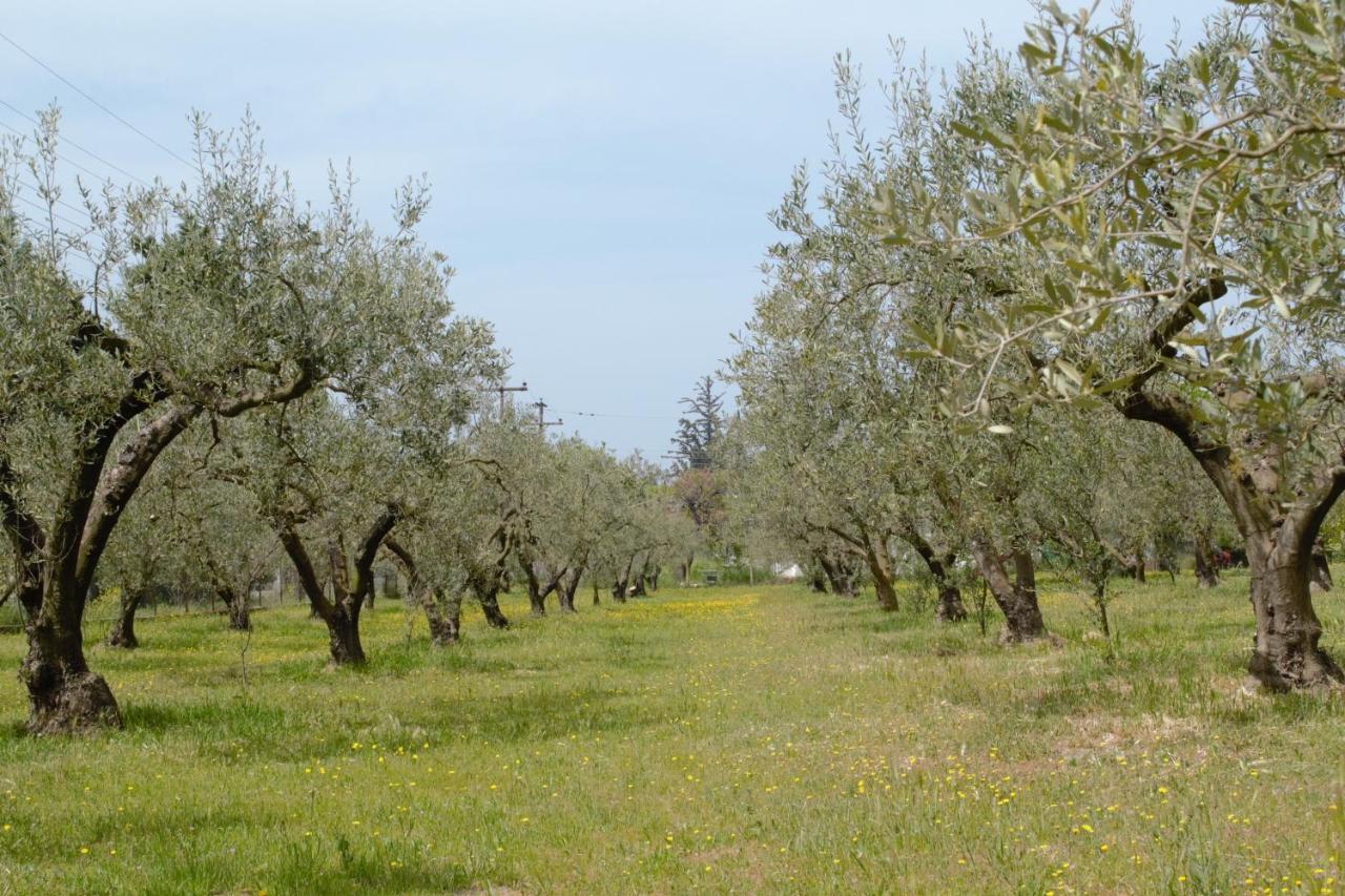 Olivemare Holidays Néa Iráklia Kültér fotó